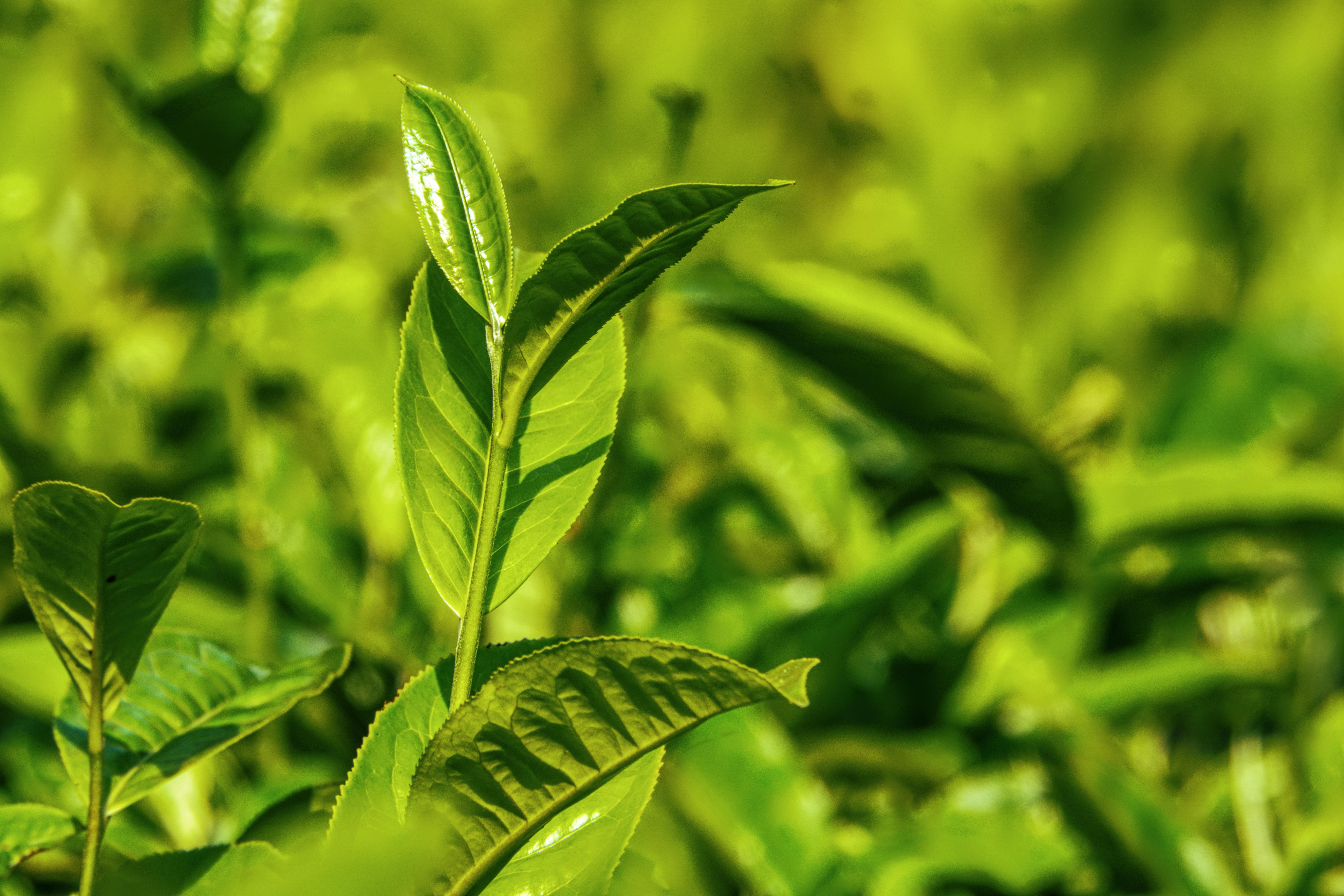 Unleashing the Richness of Bulk Tea