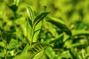 Unleashing the Richness of Bulk Tea